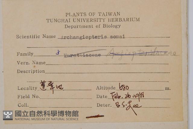 斜方複葉耳蕨藏品圖，第7張