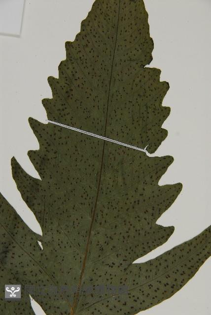 三叉蕨藏品圖，第8張