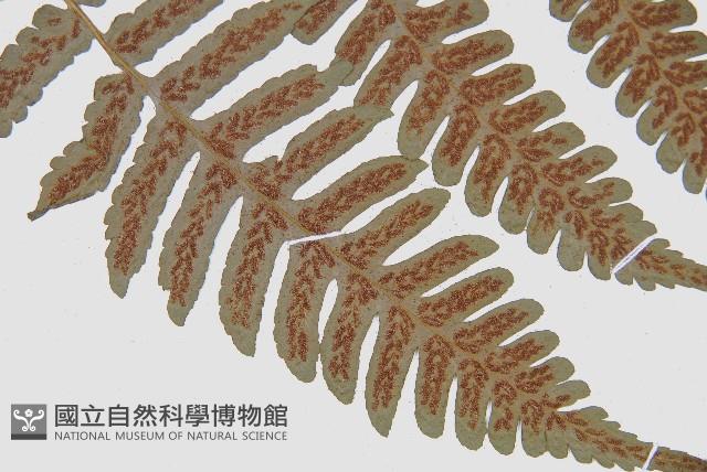 德氏雙蓋蕨藏品圖，第7張