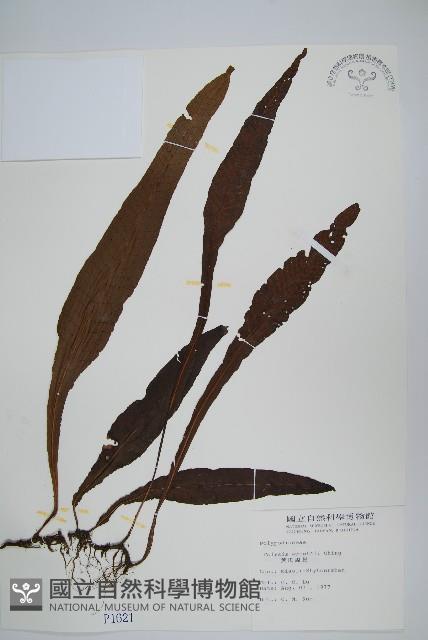 大鐵角蕨藏品圖，第8張