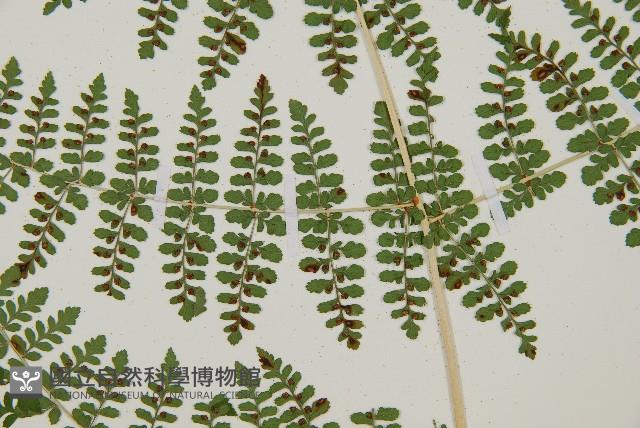 魚鱗蕨藏品圖，第10張