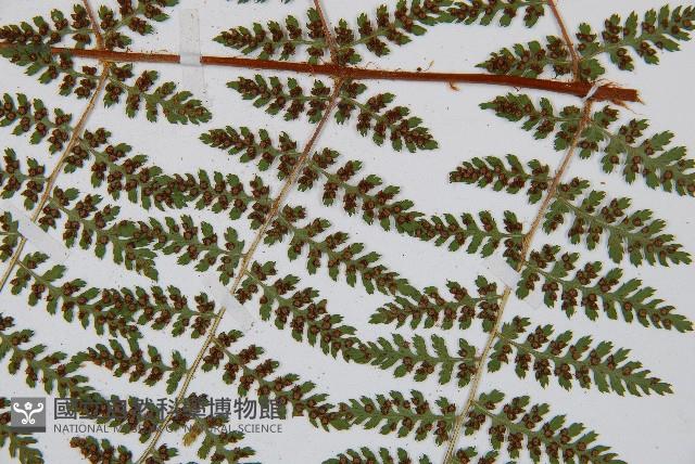 闊葉鱗毛蕨藏品圖，第8張