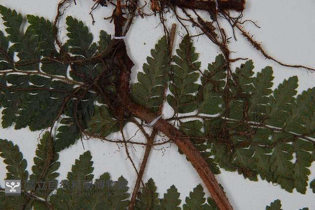 毛果鱗蓋蕨藏品圖，第8張