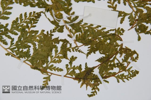 熱帶鱗蓋蕨藏品圖，第8張