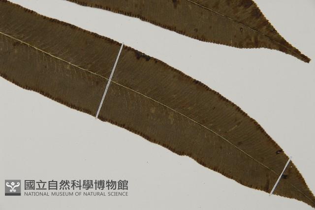 華鳳丫蕨藏品圖，第8張