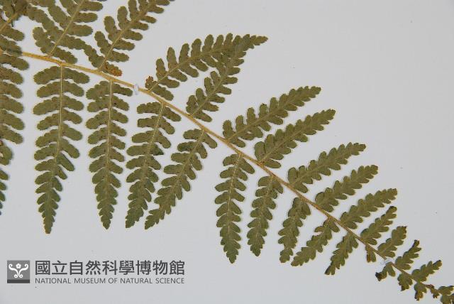 姬蕨藏品圖，第8張