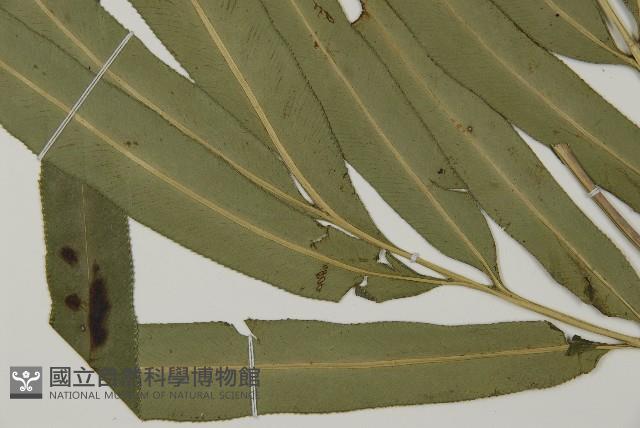 Accession Number:P011541 Collection Image, Figure 8, Total 9 Figures