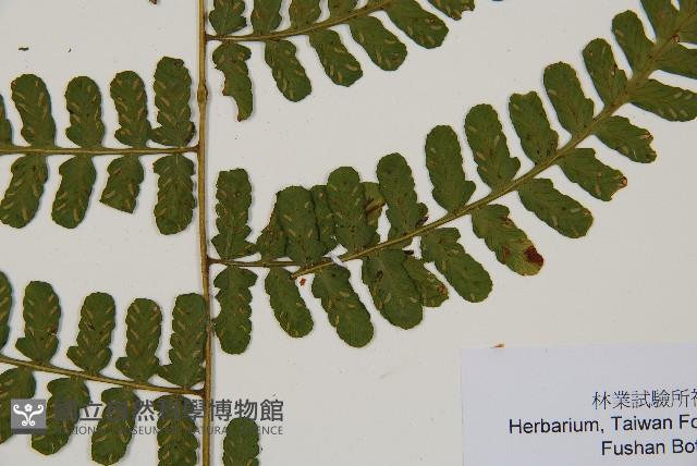 翅柄雙蓋蕨藏品圖，第8張