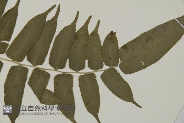 高山鳳丫蕨藏品圖，第8張