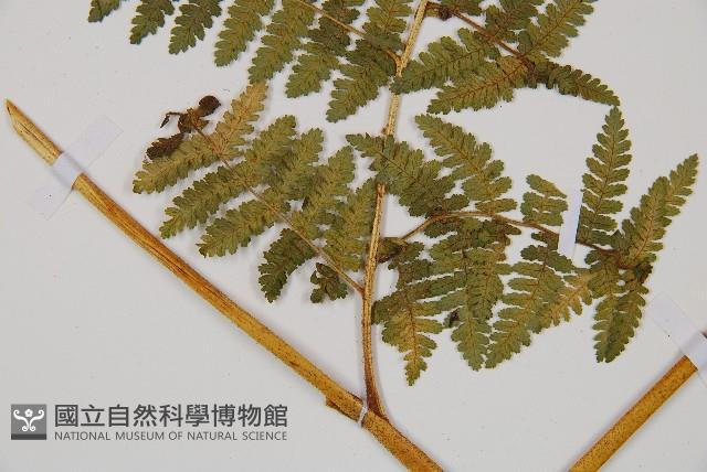 細葉姬蕨藏品圖，第8張
