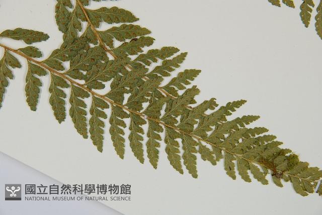 Accession Number:P010945 Collection Image, Figure 8, Total 15 Figures