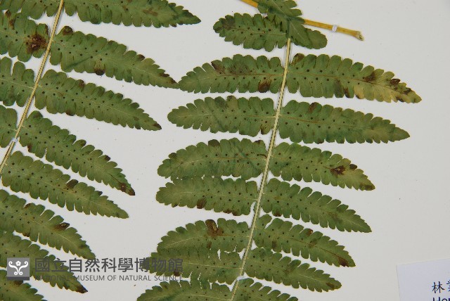 南洋假鱗毛蕨藏品圖，第8張