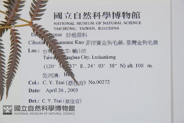 臺灣金狗毛蕨藏品圖，第7張