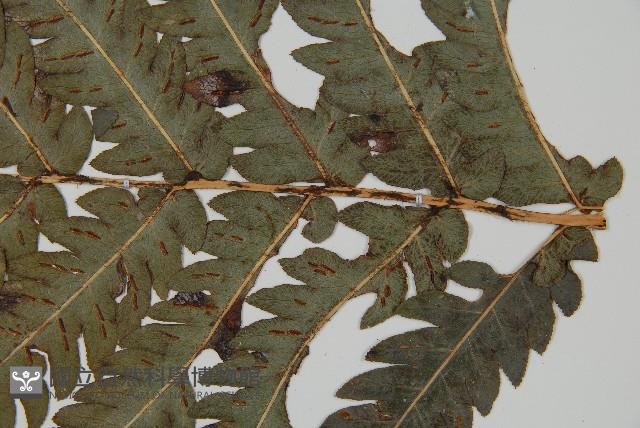 日本狗脊蕨藏品圖，第8張