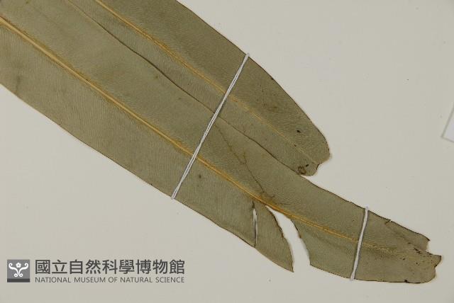 鹵蕨藏品圖，第8張