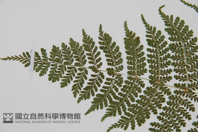 魚鱗蕨藏品圖，第8張