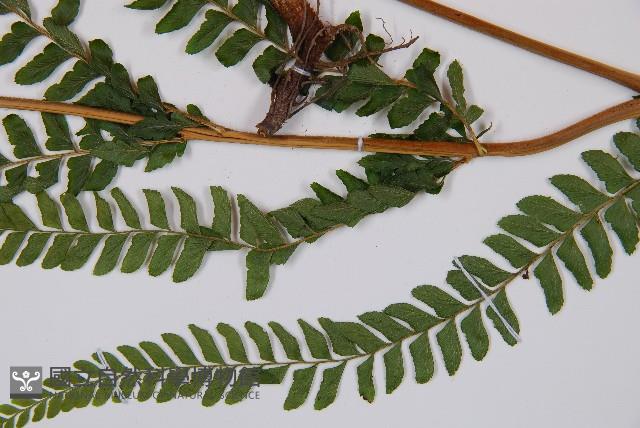 熱帶鱗蓋蕨藏品圖，第8張