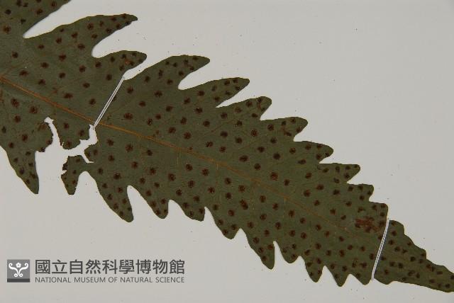 蛇脈三叉蕨藏品圖，第8張