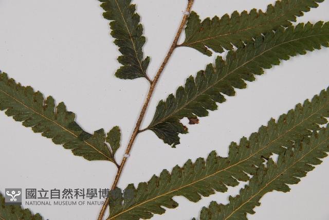 邊緣鱗蓋蕨藏品圖，第8張