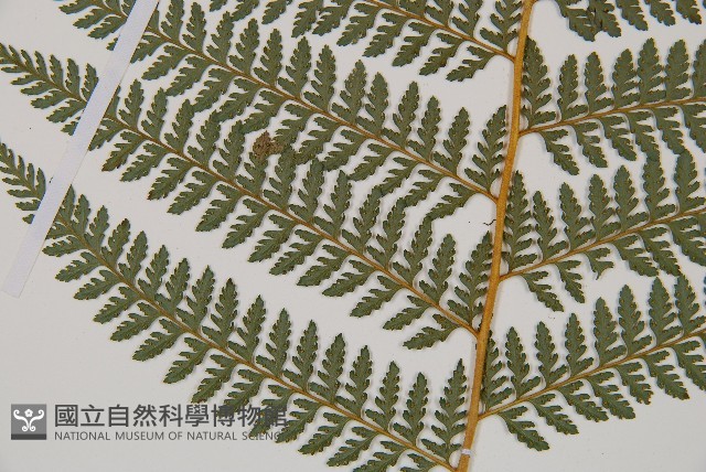 司氏碗蕨藏品圖，第8張