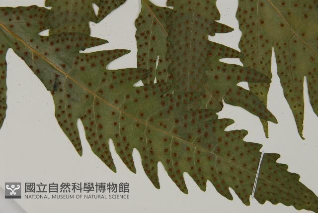 葛氏三叉蕨藏品圖，第8張