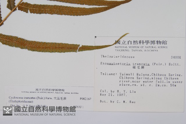 大葉毛蕨藏品圖，第8張
