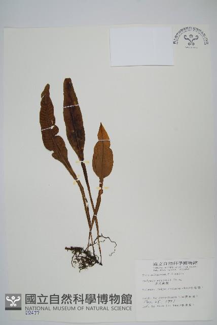 東洋蹄蓋蕨藏品圖，第8張