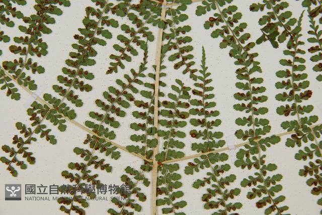魚鱗蕨藏品圖，第30張