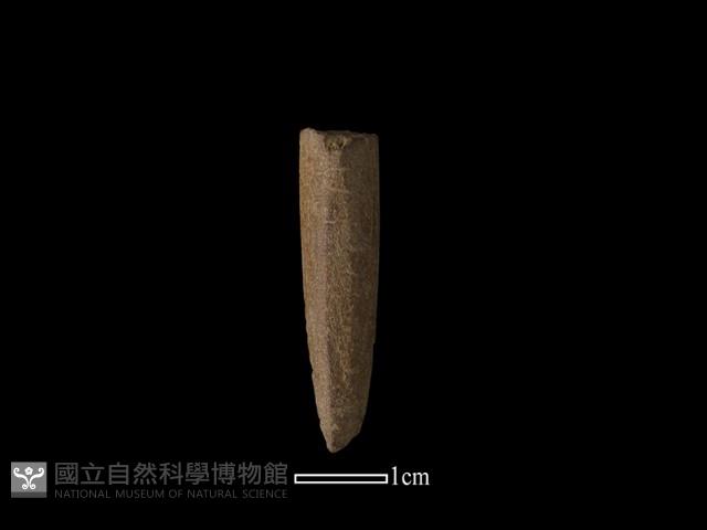 石針藏品圖，第2張