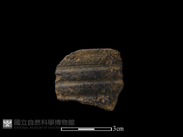 陶片藏品圖，第1張