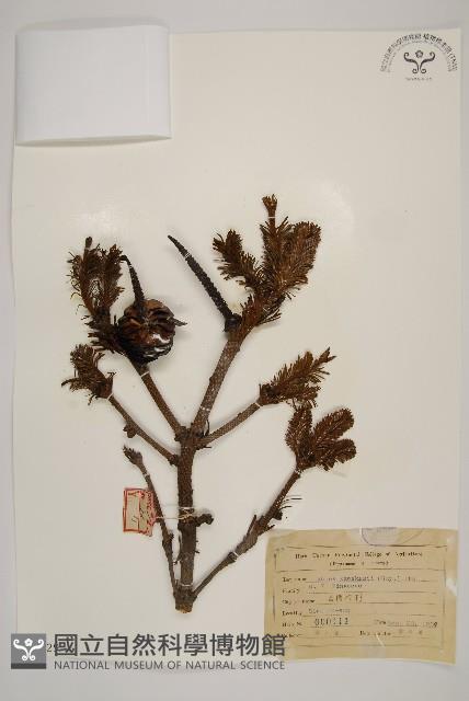 臺灣冷杉藏品圖，第1張