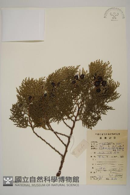 側柏藏品圖，第1張