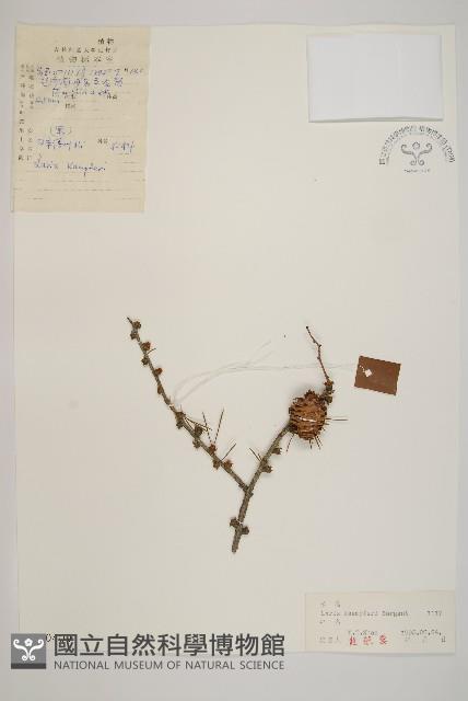 日本落葉松藏品圖，第1張