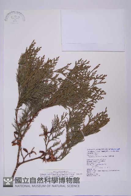 台灣肖楠藏品圖，第1張