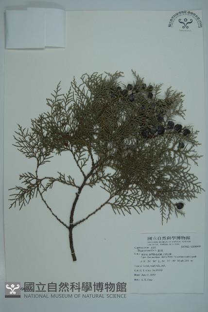 側柏藏品圖，第1張