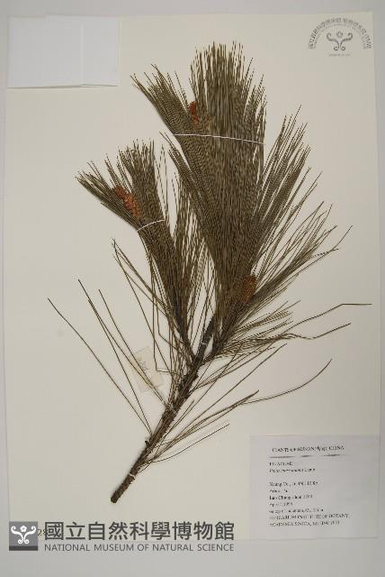 馬尾松藏品圖，第1張