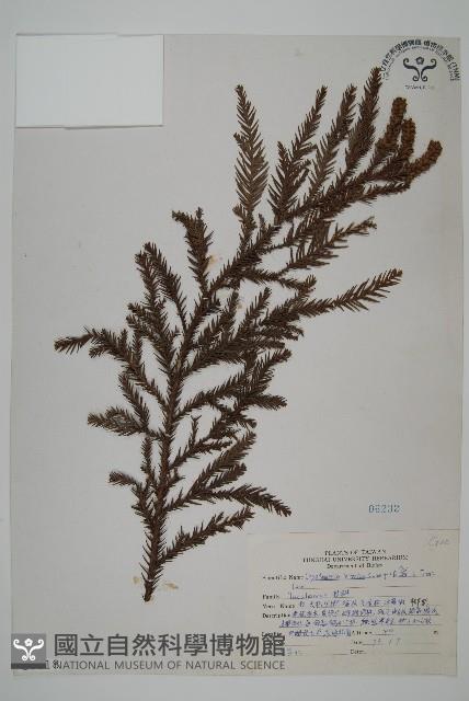 柳杉藏品圖，第1張