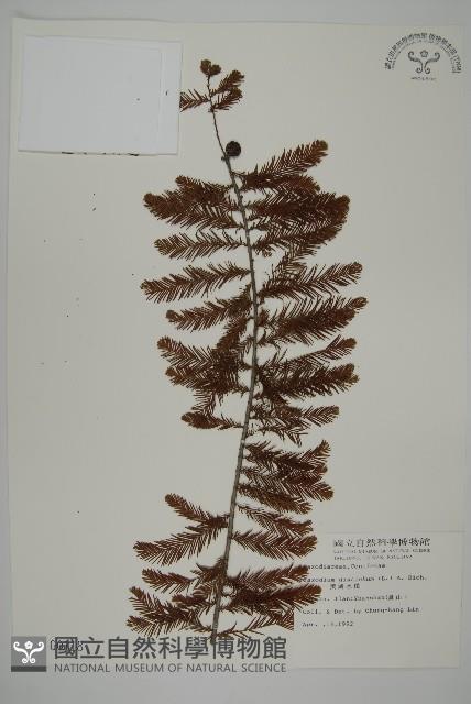 落羽松、美國水松藏品圖，第1張