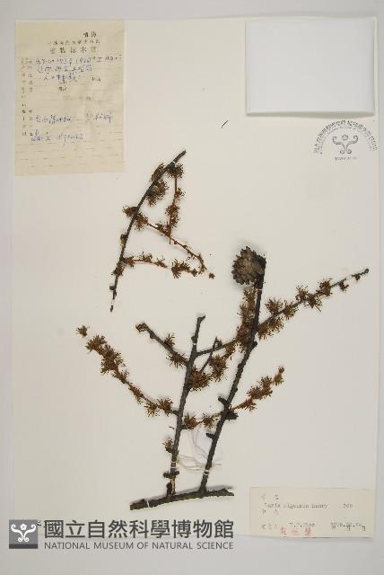 長白落葉松藏品圖，第1張