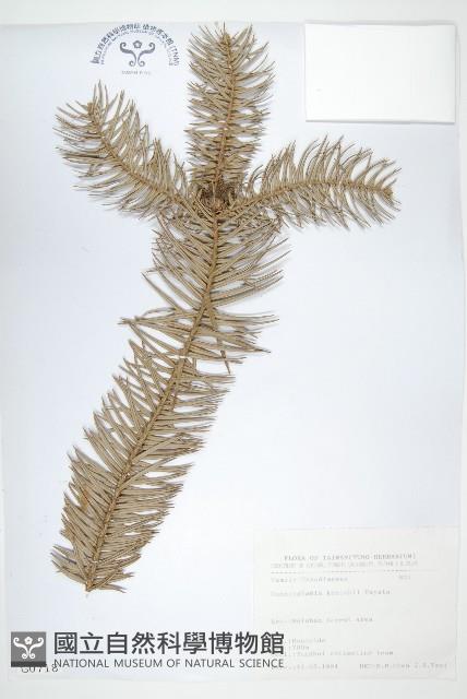 杉木藏品圖，第1張