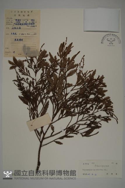 雞毛松藏品圖，第1張