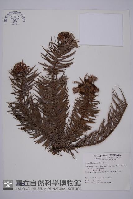 杉木藏品圖，第1張