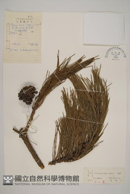 油松藏品圖，第1張