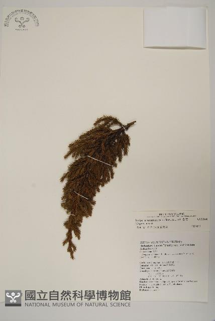 香青藏品圖，第1張