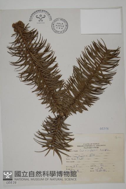 杉木藏品圖，第1張