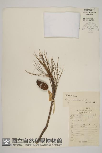 馬尾松藏品圖，第1張