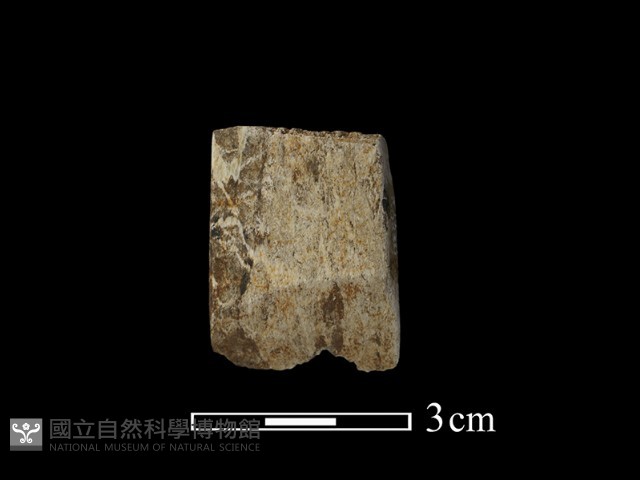 錛鑿形器藏品圖，第2張