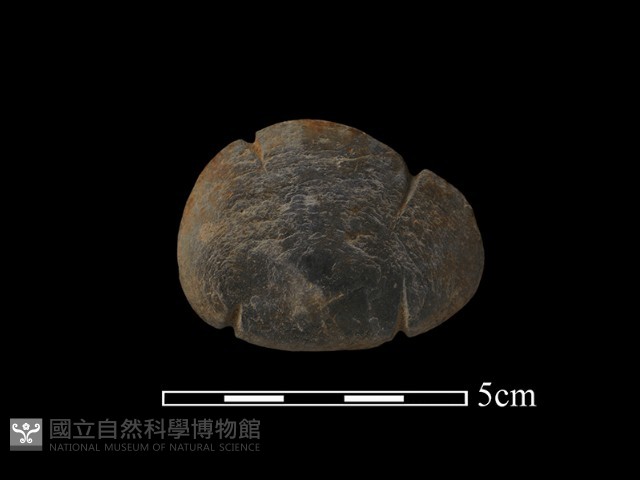 網墜藏品圖，第2張