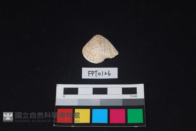 貝殼藏品圖，第1張