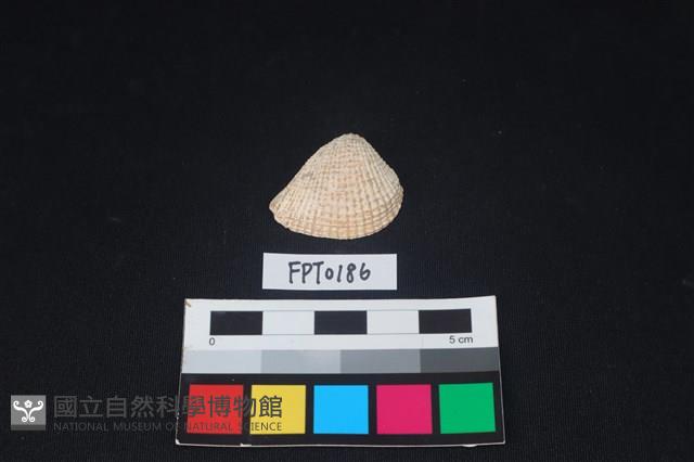 貝殼藏品圖，第1張